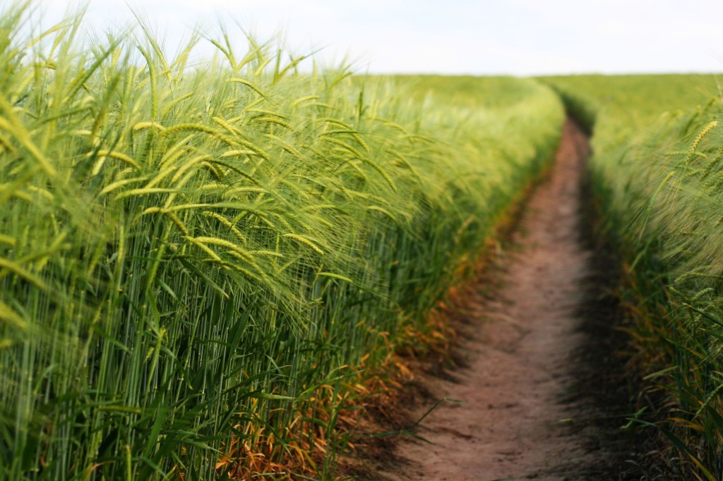 Barley Path