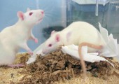 Little to Celebrate in Release of Government Figures showing 6% ‘drop’ in Animal Experiments for 2014