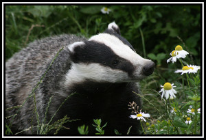 badger