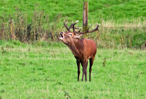 Inspired by Animals in 2013: Day 3 – Red the Stag