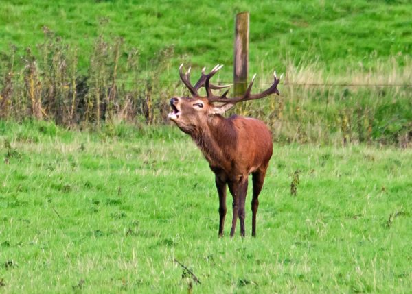 Inspired by Animals in 2013: Day 3 – Red the Stag