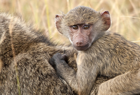 Inspired by animals in 2013: Day 9 – Kenya’s wild baboons