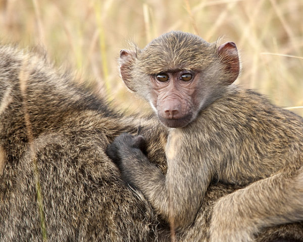 Inspired by animals in 2013: Day 9 – Kenya’s wild baboons