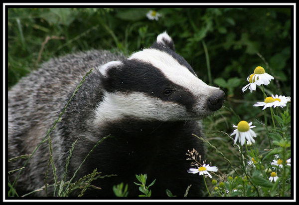 Inspired by Animals in 2013: Day 12 – Badgers and Cows