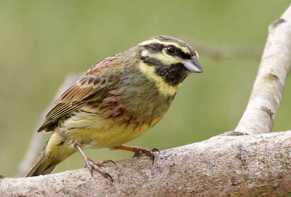 Inspired by Animals in 2013: Day 10 – The Cirl Bunting