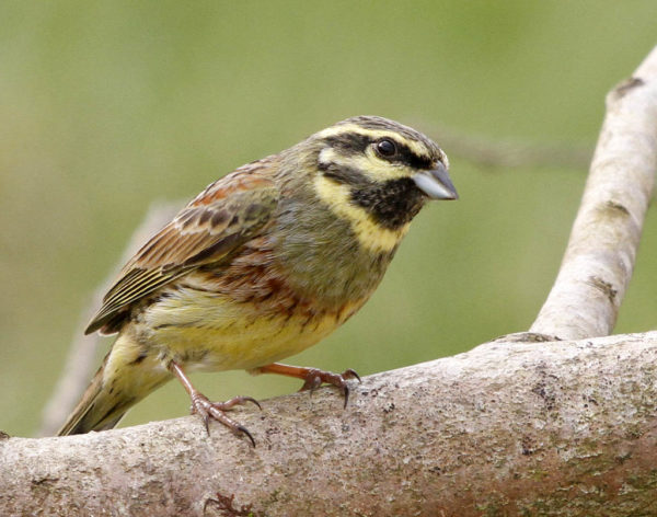 Inspired by Animals in 2013: Day 10 – The Cirl Bunting