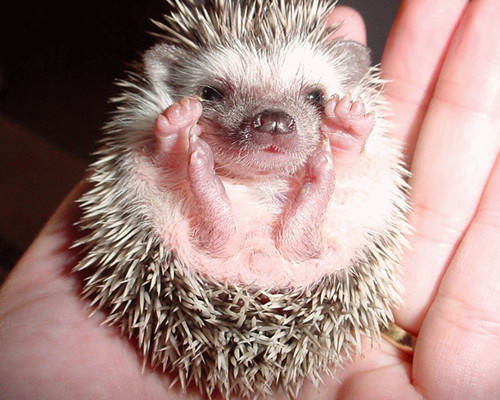 Inspired by Animals in 2013: Day 7 – The Hedgehog