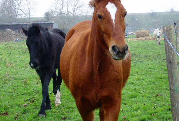 Inspired by Animals in 2013: Day 5 – Macy the Horse