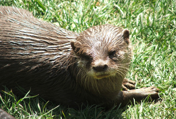 Inspired by Animals in 2013: Day 6 – Conrad the Otter