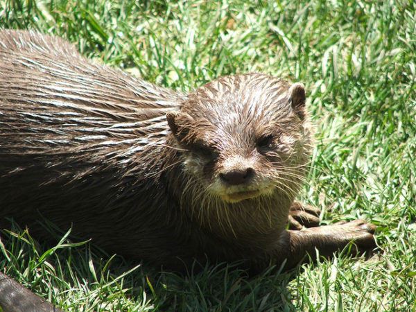 Inspired by Animals in 2013: Day 6 – Conrad the Otter