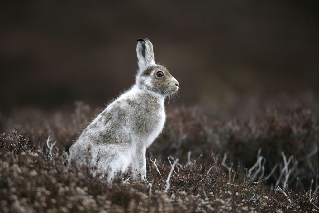 https://www.animalwelfareparty.org/wordpress/wp-content/uploads/2014/06/Scottish-Mountain-Hare-1024x683.jpg