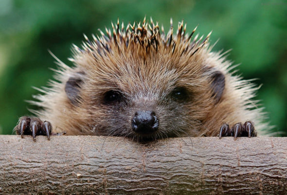 Animal Welfare Party Councillor’s Hedgehogs Success Sparks National Interest